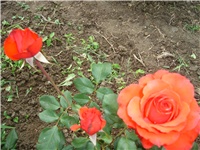 9045b1d2-Picture 108.jpg